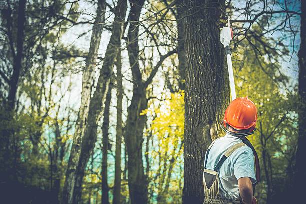 How Our Tree Care Process Works  in  Rosebud, SD